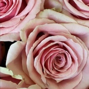 Meet your Posher, Susan